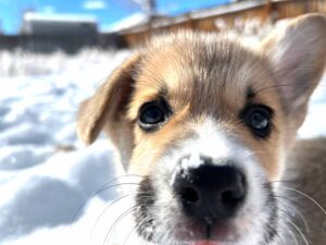 An 8-week old Pembroke Welsh Corgi puppy with one ear up and one ear down. There is snow in the background.