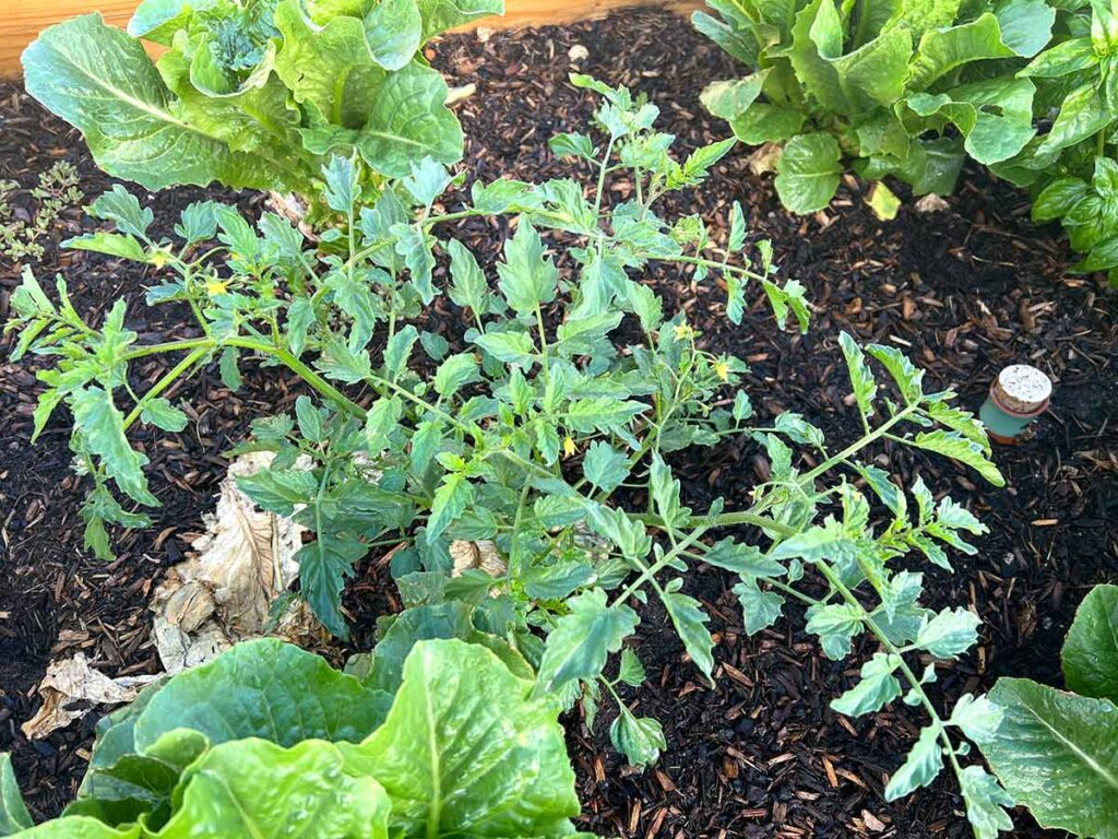 A raised garden bed with a tomato plant in the center, surrounded by Bibb lettuce.